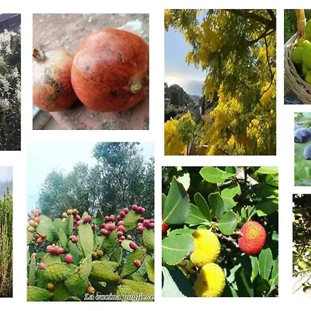 Vacanze in natura incontaminata casa vacanza francesca Isola Rossa (Sassari)